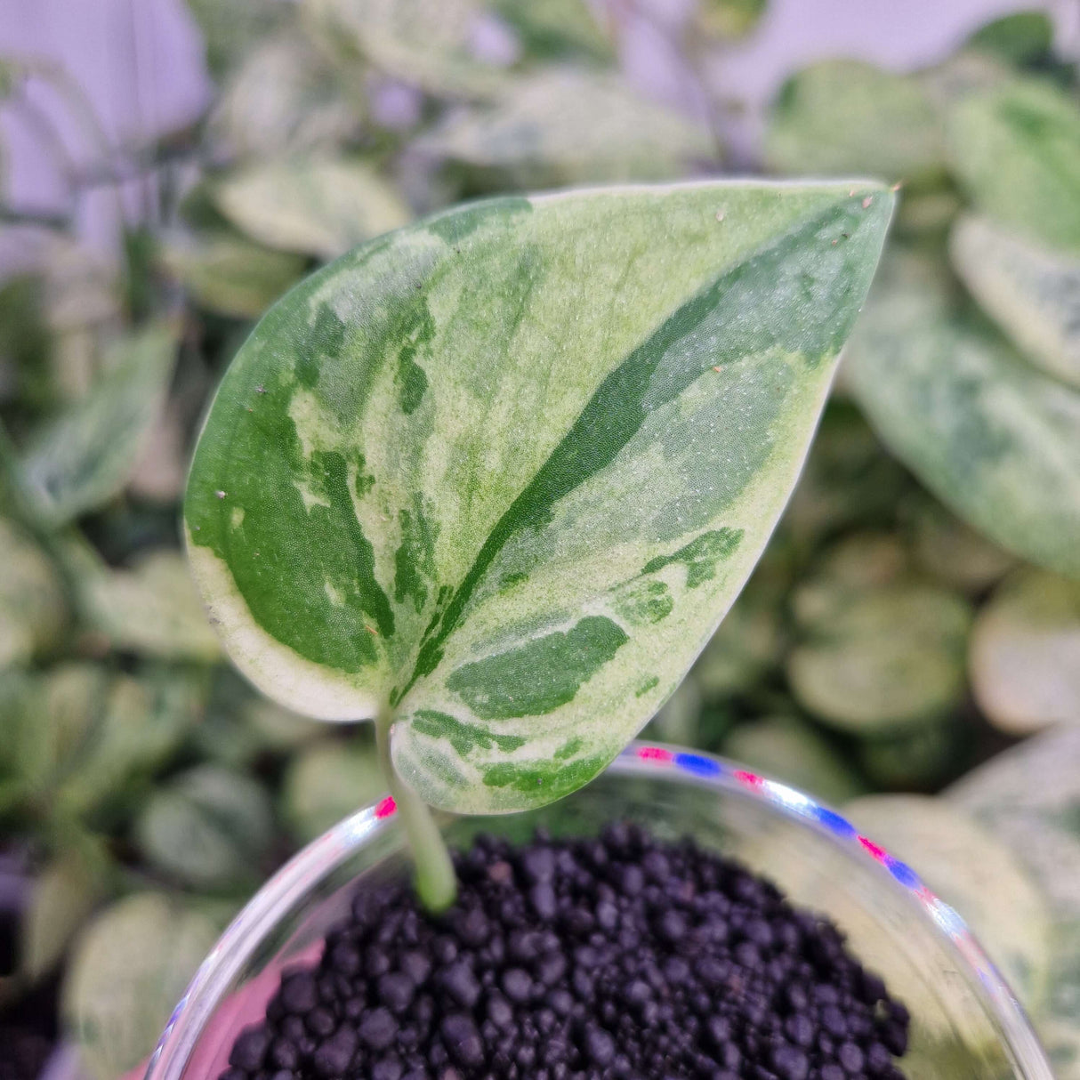 Scindapsus Kunzo - ukorzeniona sadzonka