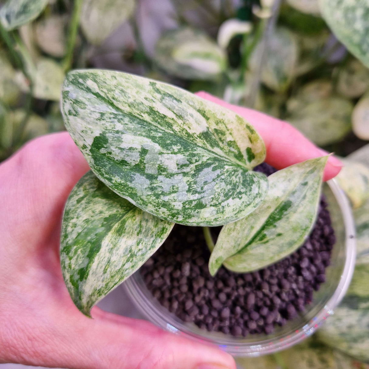 Scindapsus NOID variegated - ukorzeniona sadzonka