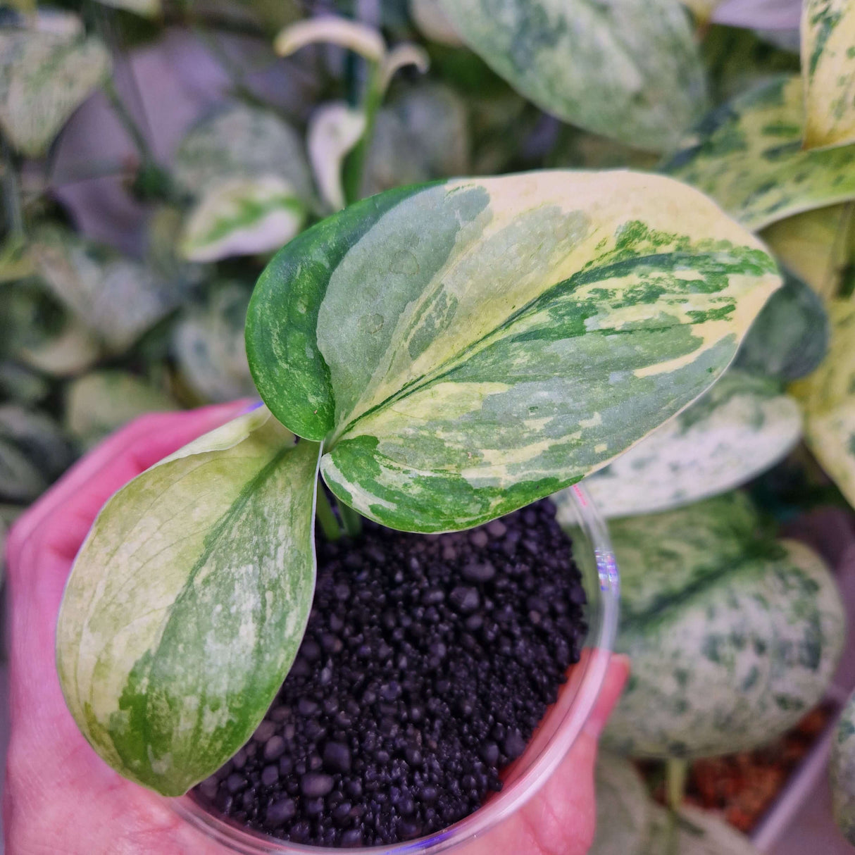 Scindapsus NOID variegated - ukorzeniona sadzonka