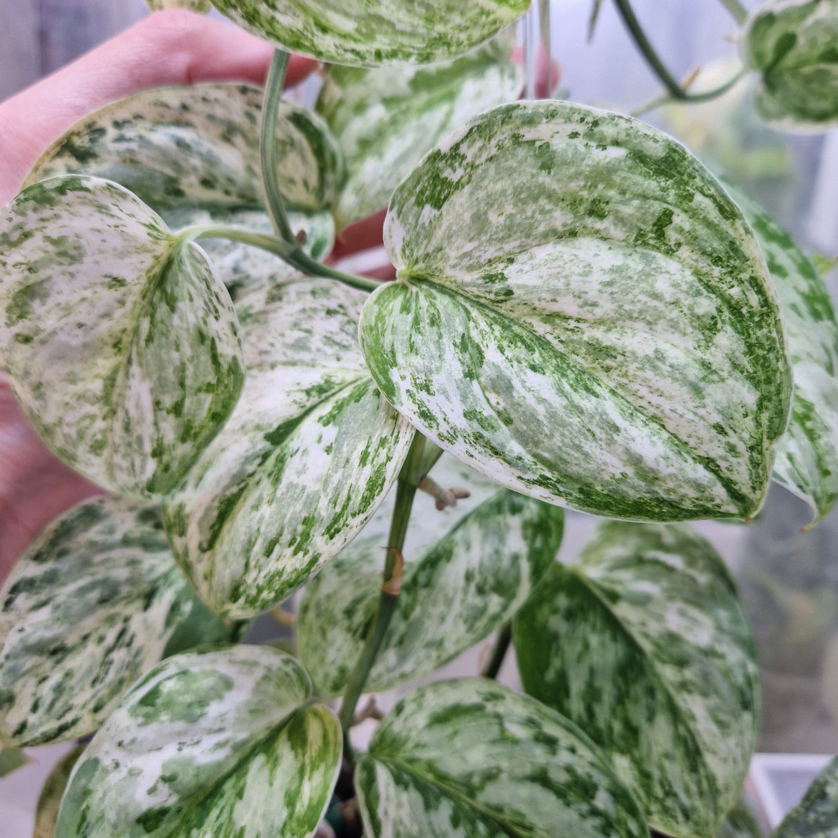 Scindapsus Peasun v2 – cięta sadzonka