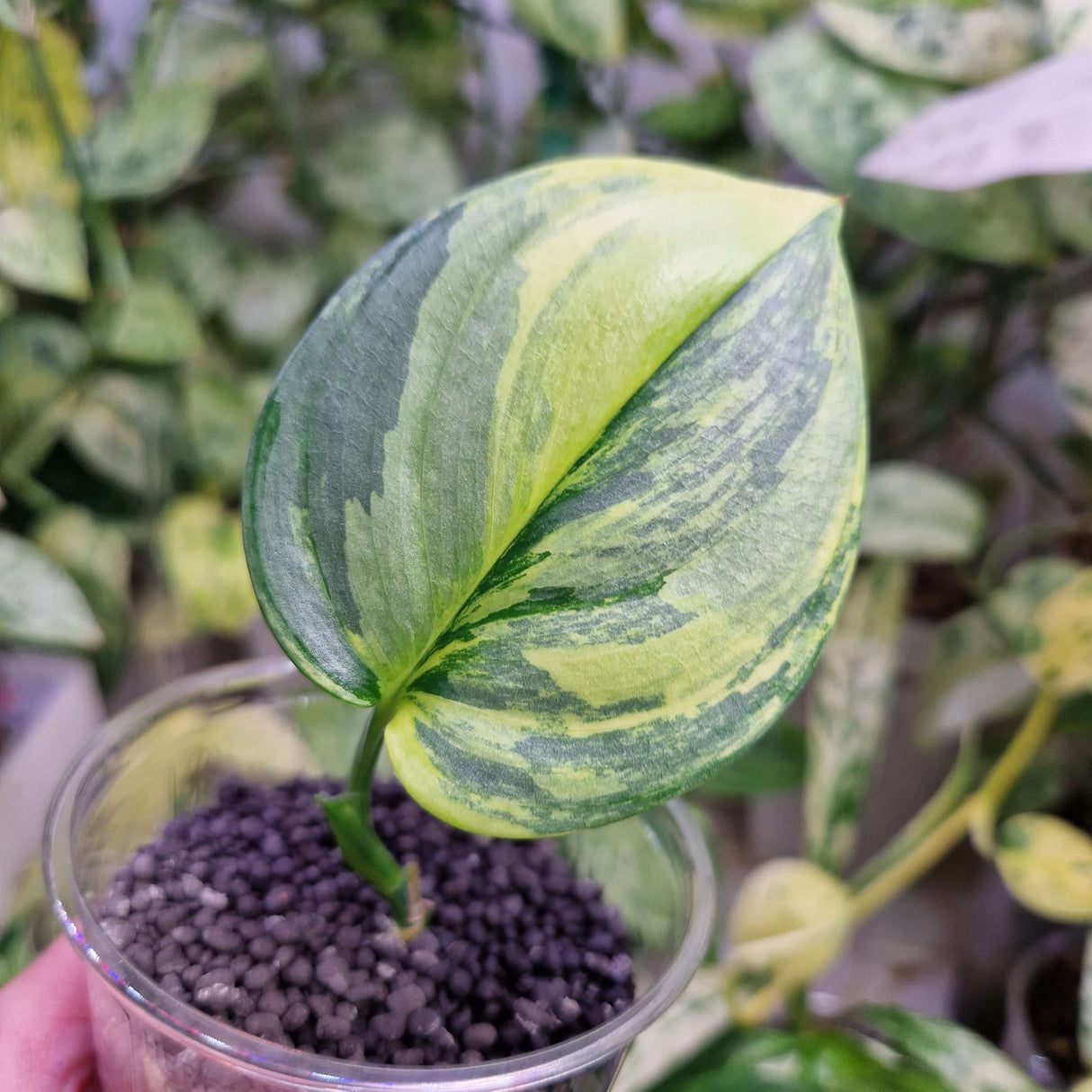 Scindapsus Rubicon aurea - ukorzeniona sadzonka