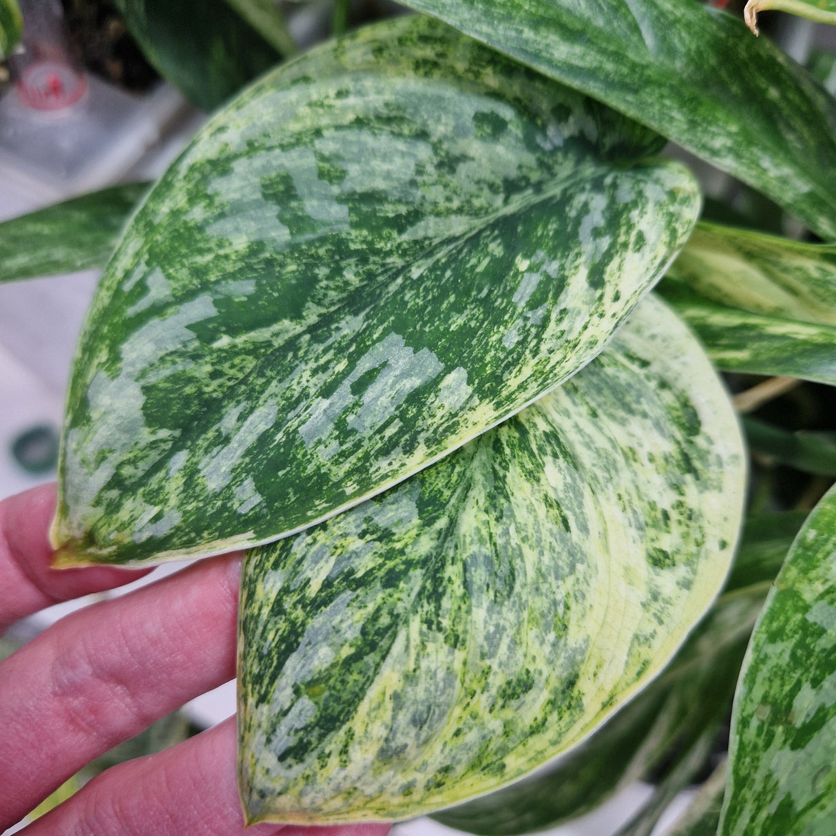 Scindapsus Tembaga - cięta sadzonka