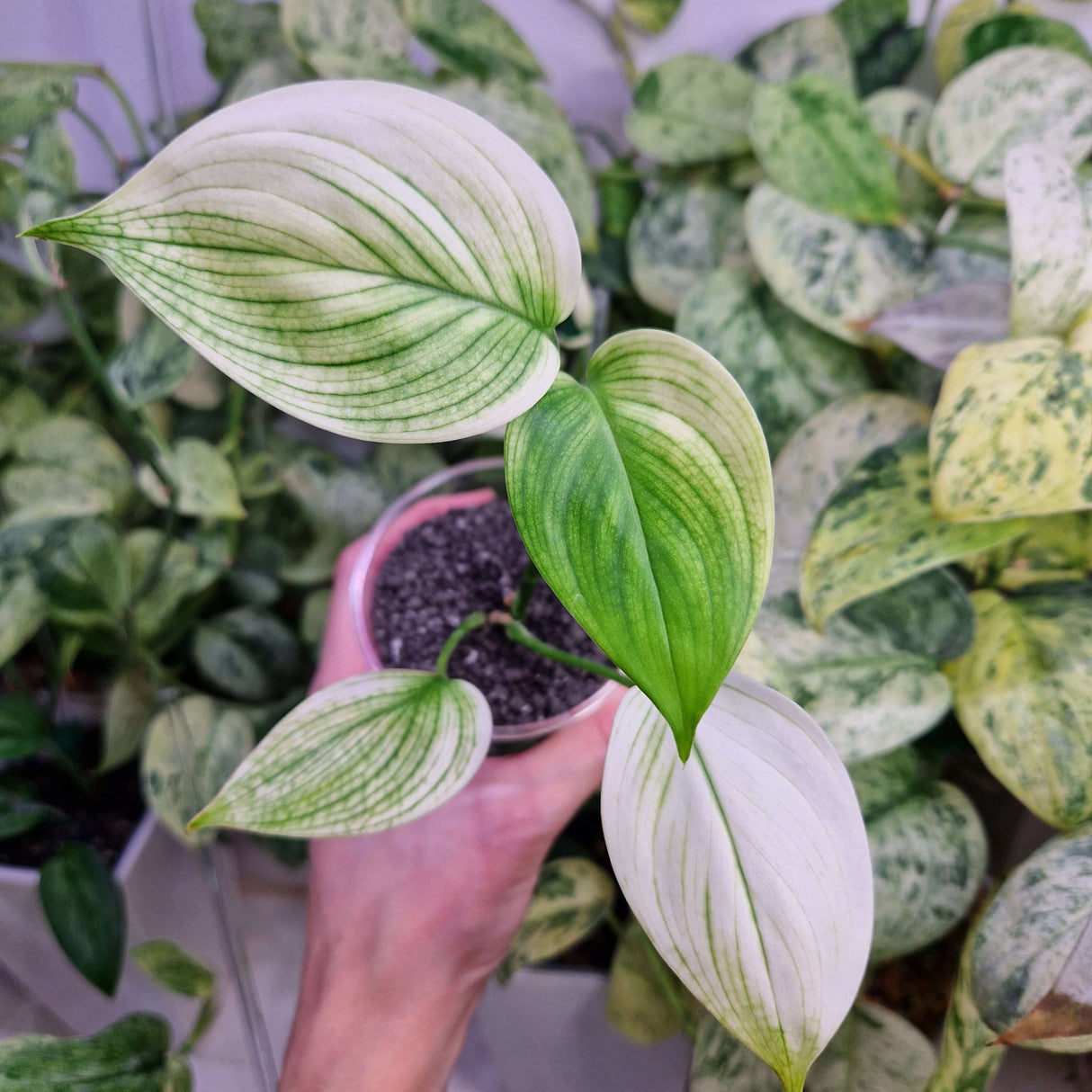 Scindapsus White Monster - ukorzeniona sadzonka