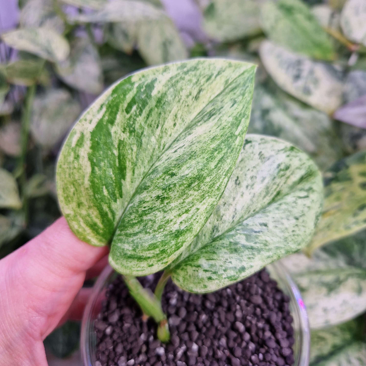 Scindapsus Moonlight Marble - ukorzeniona sadzonka