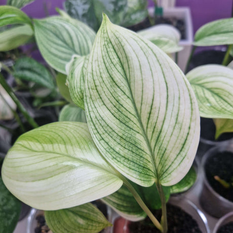 Scindapsus White Monster