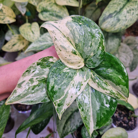 Jak ukorzeniać rośliny w domu – poradnik krok po kroku