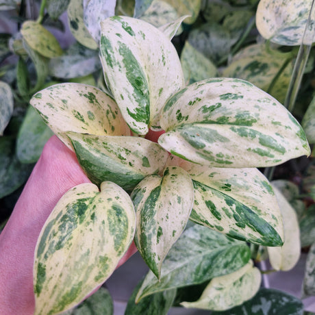 Jak ukorzeniać Scindapsusy – sprawdzone metody, porady i najczęstsze błędy