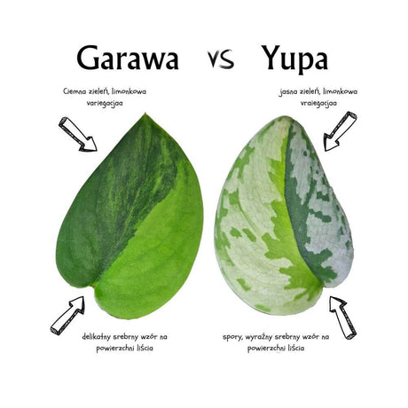 Scindapsus Garawa vs Scindpsus Yupa - porównanie