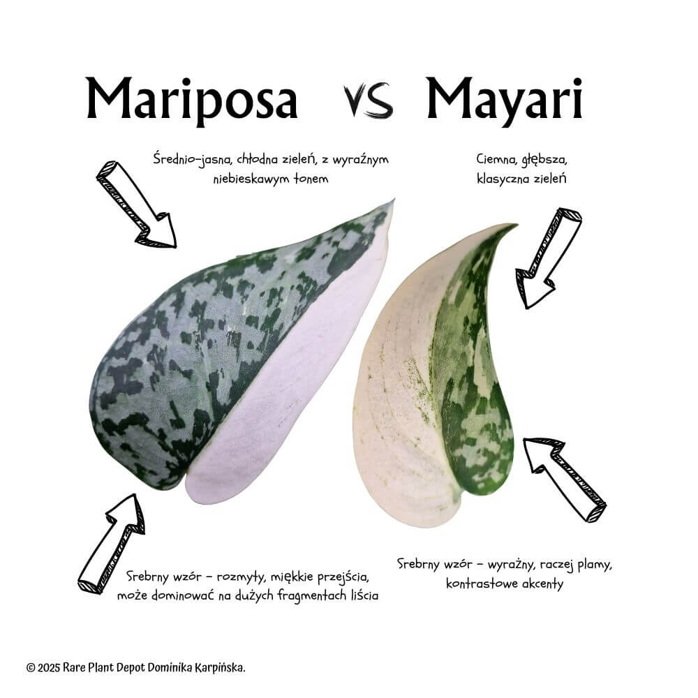 Scindapsus Mariposa vs Mayari – porównanie
