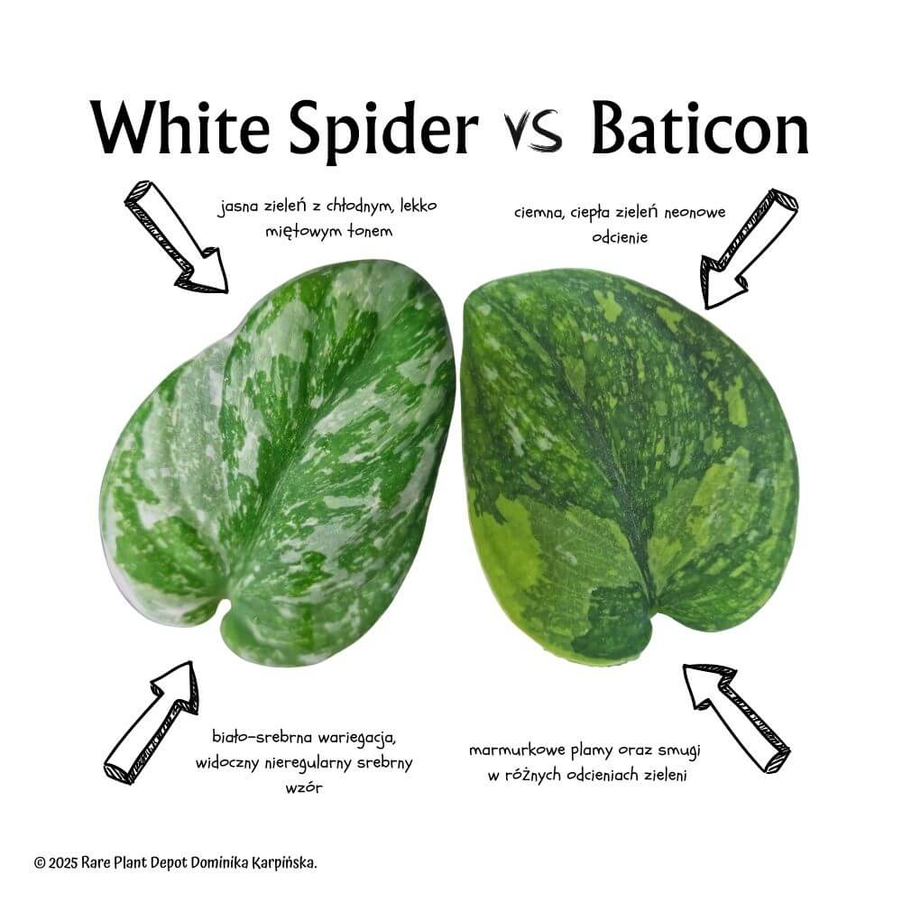 Scindapsus White Spider vs Scindapsus Baticon - porównanie odmian