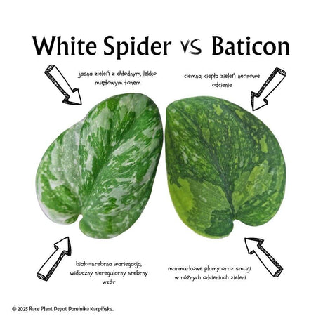 Scindapsus White Spider vs Scindapsus Baticon - porównanie odmian