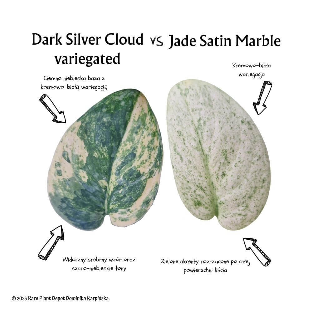 Scindapsus Dark Silver Cloud variegated vs Scindapsus Jade Satin Marble - porównanie