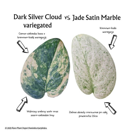 Scindapsus Dark Silver Cloud variegated vs Scindapsus Jade Satin Marble - porównanie