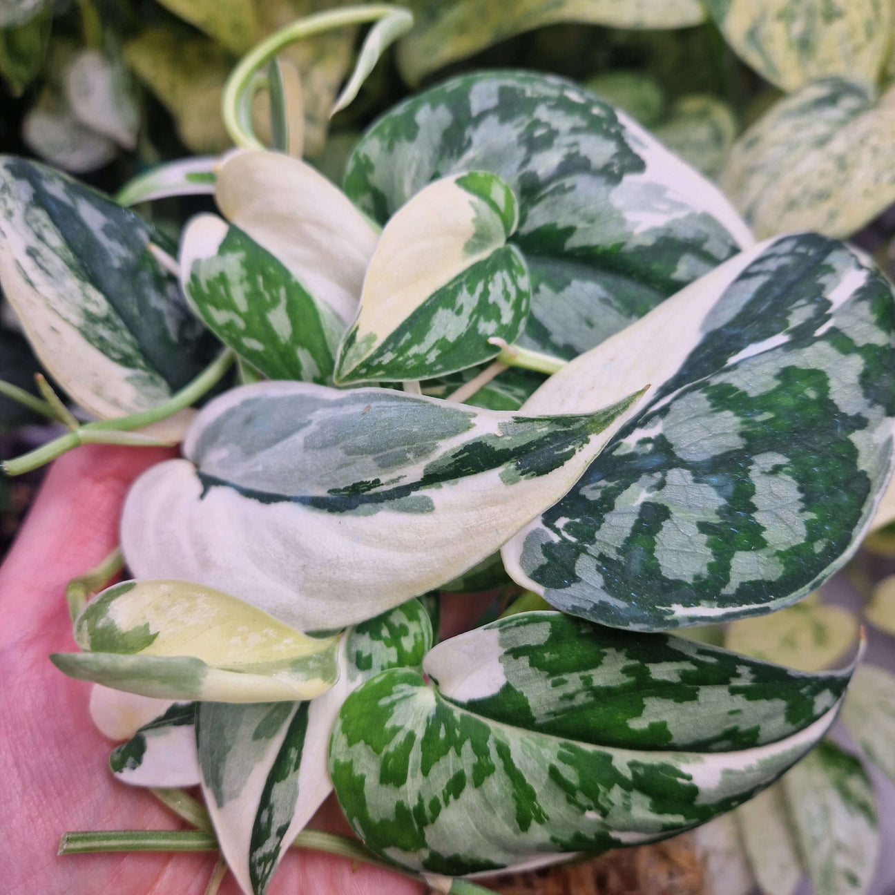 Rośliny z variegacją