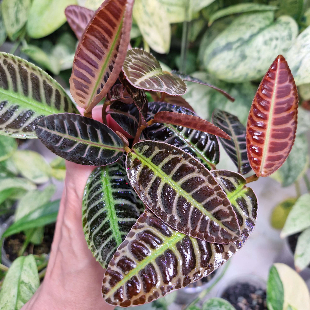 Rośliny do terrarium