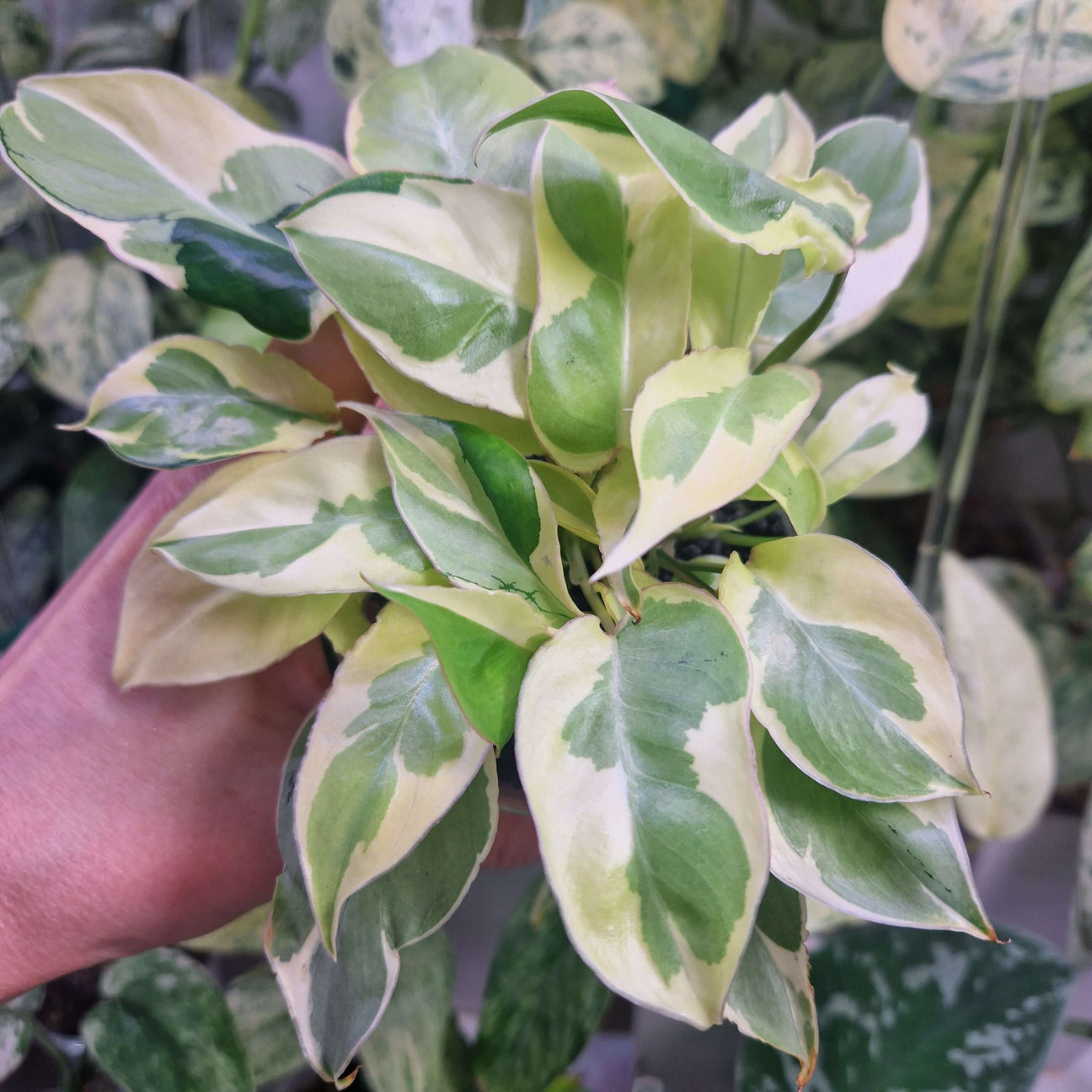 Philodendron