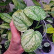 Scindapsus NOID variegated