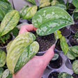 Scindapsus Sentarum