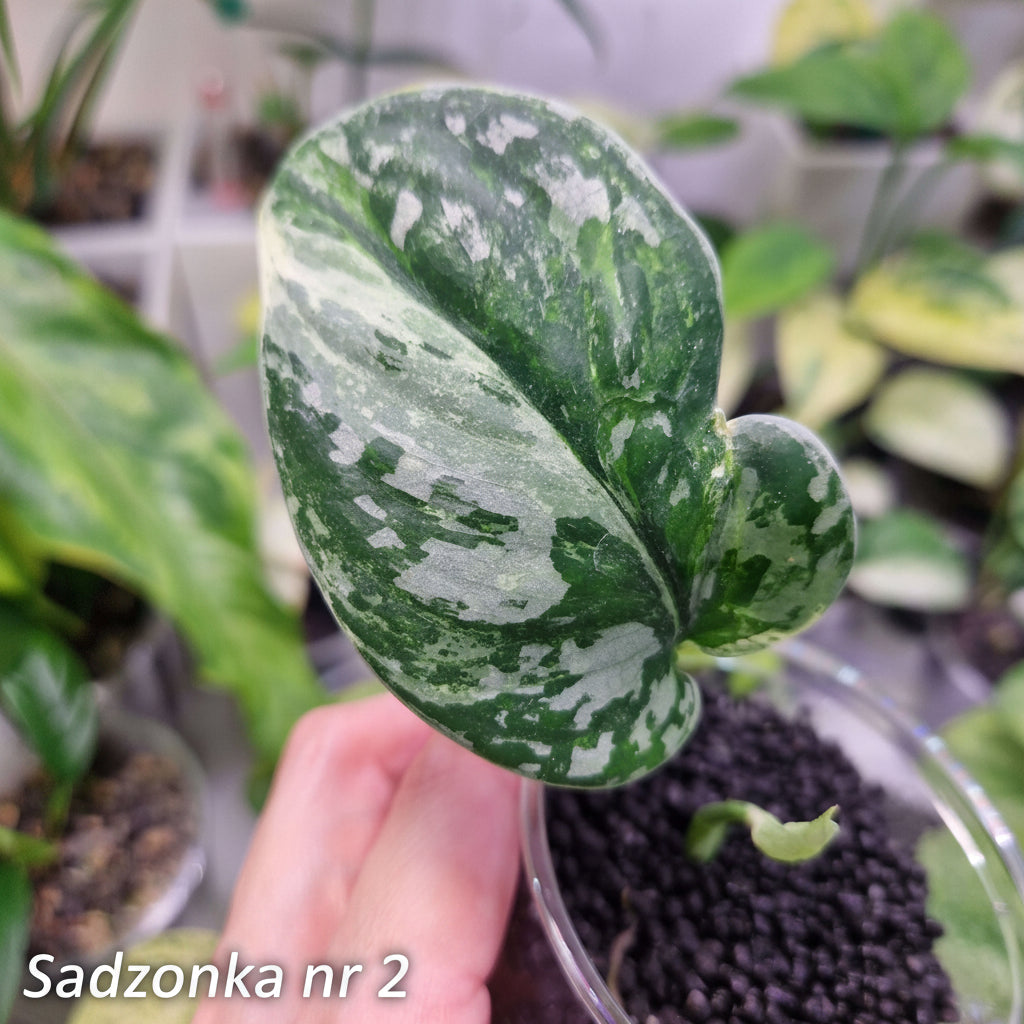 Scindapsus argyraeus Marble - ukorzeniona sadzonka