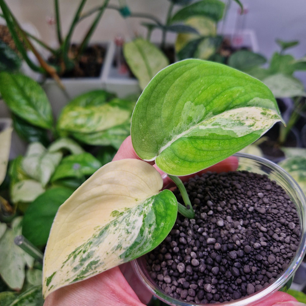 Scindapsus Mangurai - ukorzeniona sadzonka