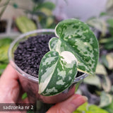 Scindapsus Mayari - ukorzeniona sadzonka
