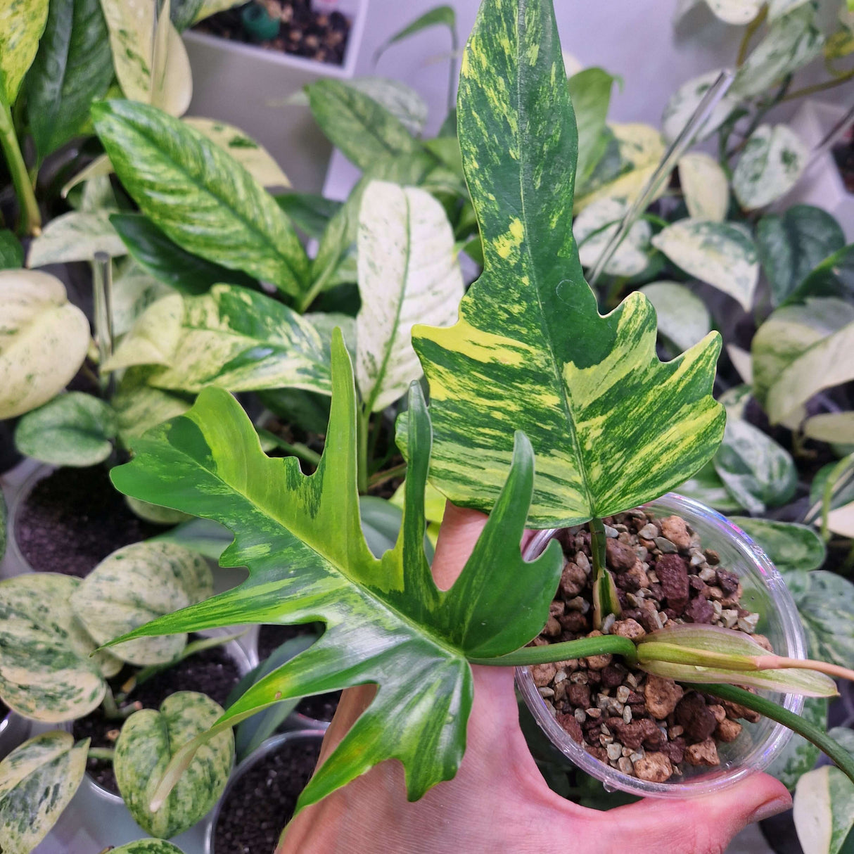Philodendron Florida Beauty x Tortum - ukorzeniona sadzonka