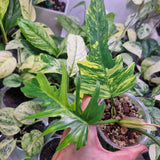 Philodendron Florida Beauty x Tortum - ukorzeniona sadzonka