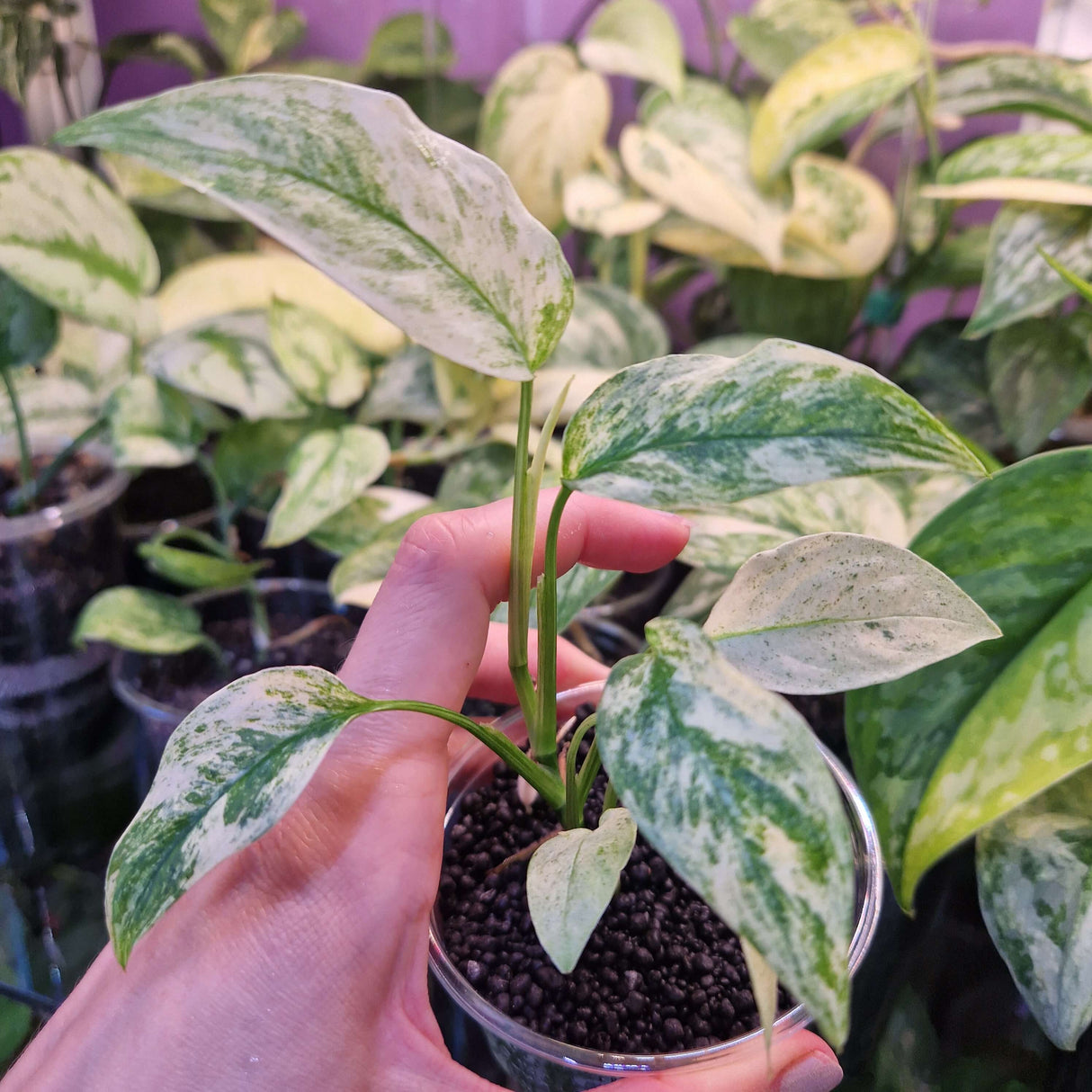 Monstera laniata mint - ukorzeniona sadzonka