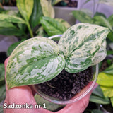Scindapsus Peasun v2 - ukorzeniona sadzonka