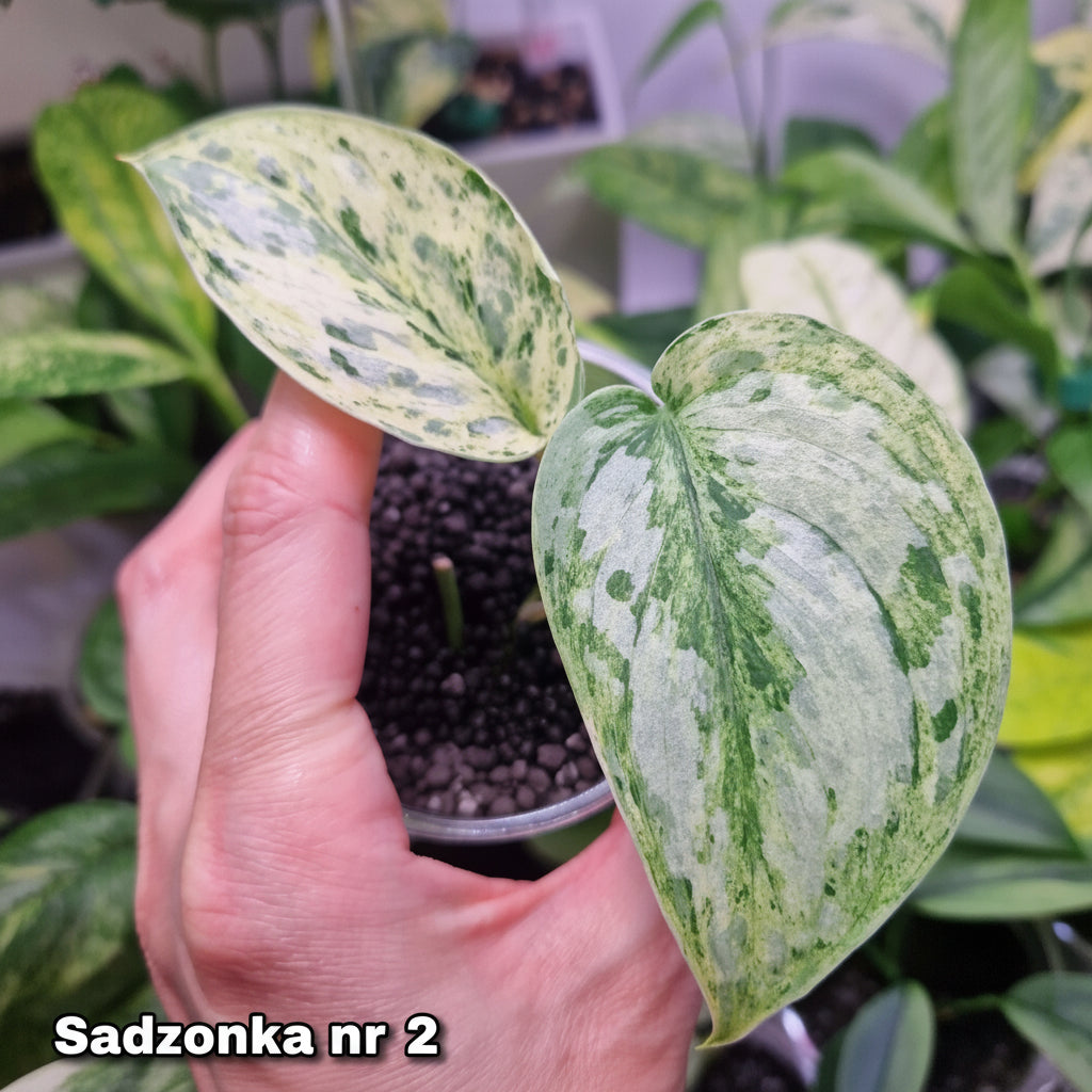Scindapsus Peasun v2 - ukorzeniona sadzonka