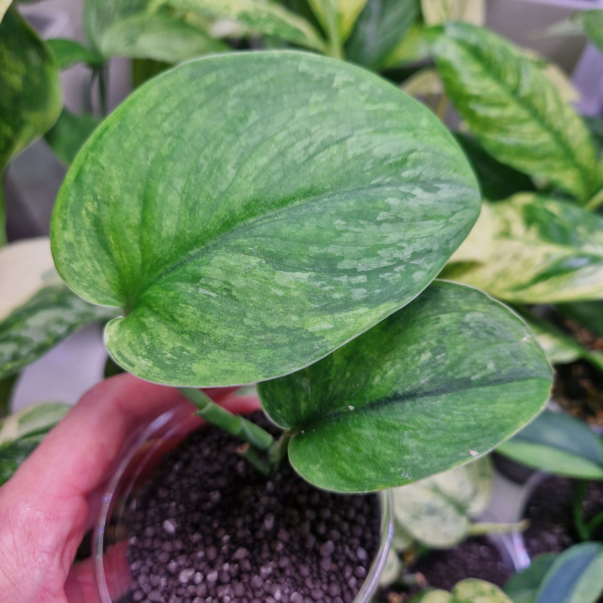 Scindapsus Parahyangan - ukorzeniona sadzonka