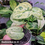 Scindapsus Dark Silver Cloud variegated – ukorzeniona sadzonka
