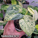 Scindapsus Dark Silver Cloud variegated – ukorzeniona sadzonka