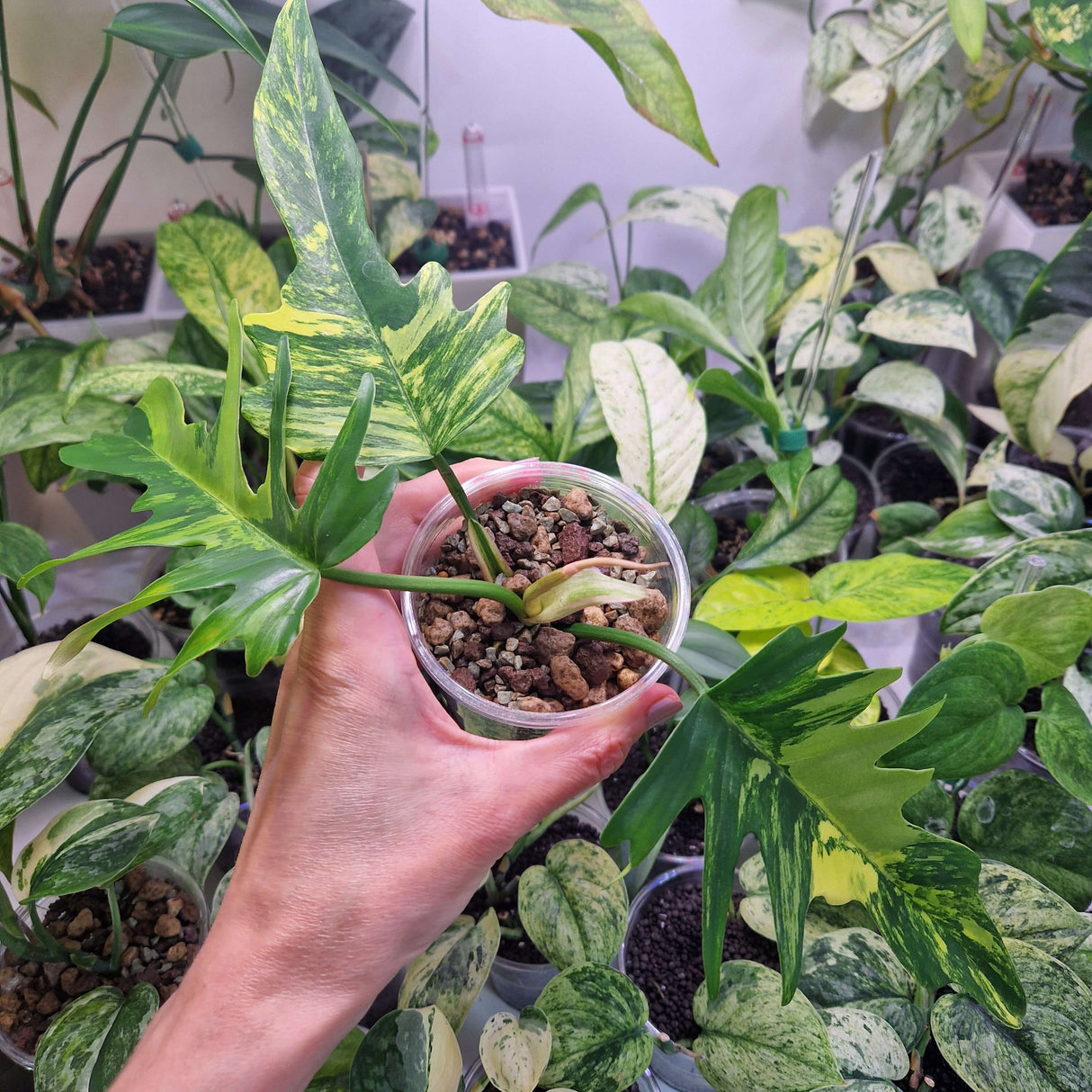 Philodendron Florida Beauty x Tortum - ukorzeniona sadzonka