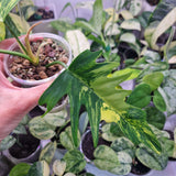 Philodendron Florida Beauty x Tortum - ukorzeniona sadzonka