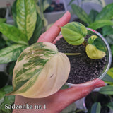 Philodendron micans variegated - ukorzeniona sadzonka pędowa