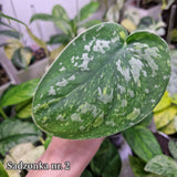 Scindapsus Baticon - ukorzeniona sadzonka pędowa