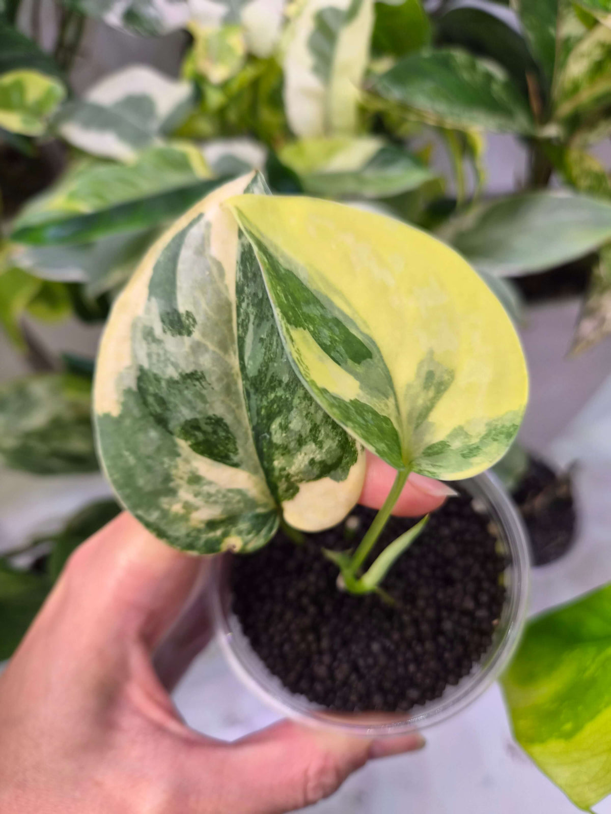 Scindapsus Andalas - ukorzeniona sadzonka