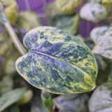 Scindapsus Dark Silver Cloud variegated – cięta sadzonka
