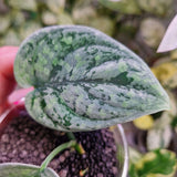 Scindapsus Snowfleck - ukorzeniona sadzonka