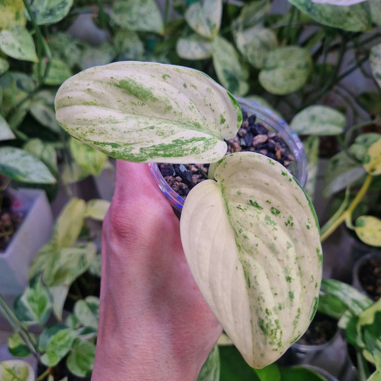 Scindapsus NOID variegated - ukorzeniona sadzonka