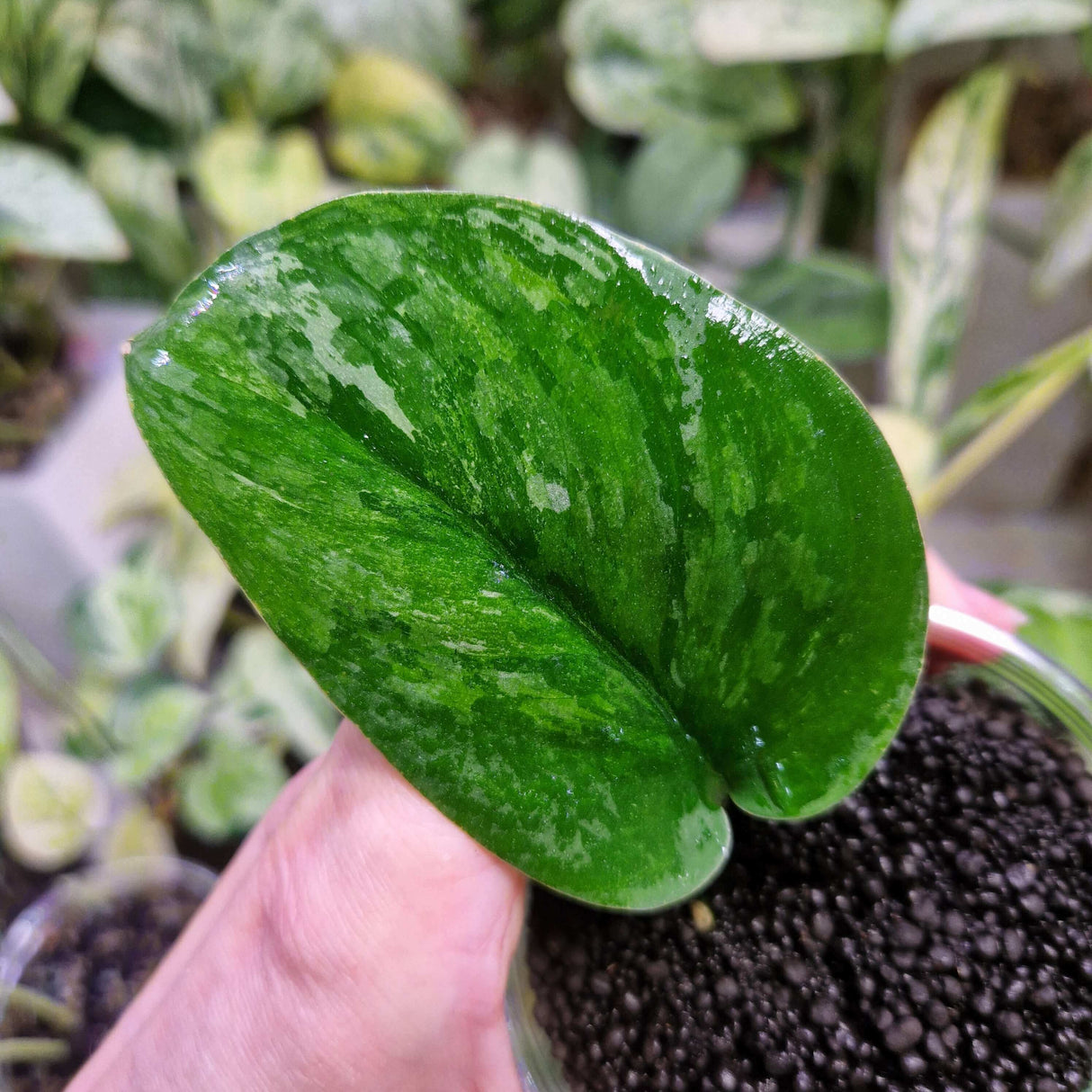 Scindapsus Parahyangan - ukorzeniona sadzonka