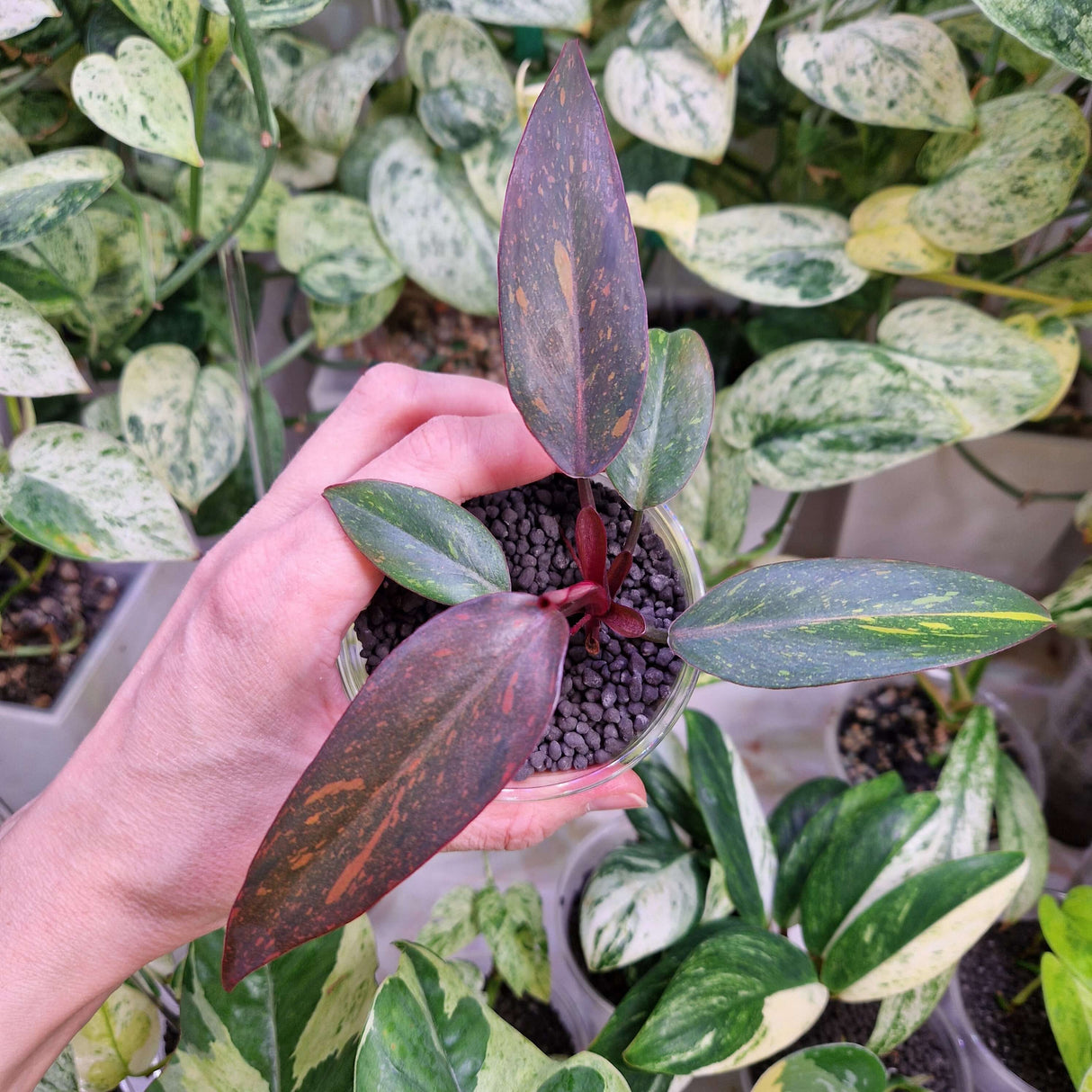 Philodendron Orange Princess Galaxy - ukorzeniona sadzonka