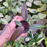 Philodendron Orange Princess Galaxy - ukorzeniona sadzonka