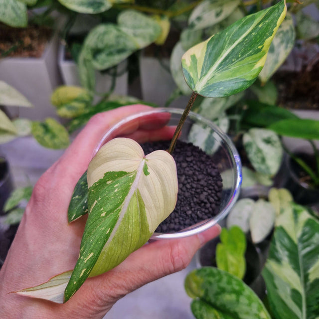 Philodendron gloriosum tricolor