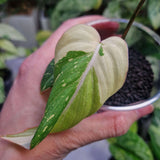 Philodendron gloriosum tricolor - ukorzeniona sadzonka