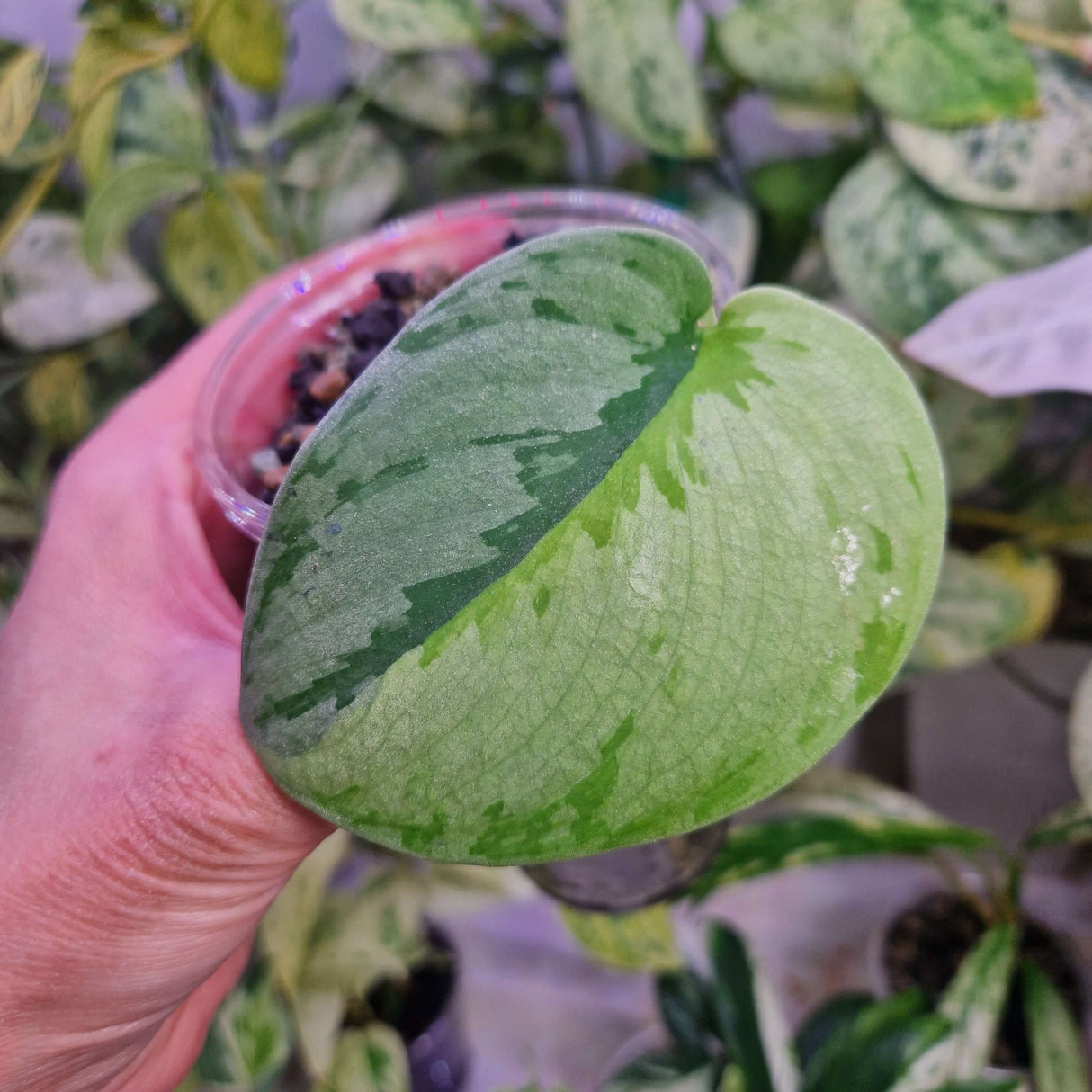 Scindapsus Yupa - ukorzeniona sadzonka pędowa