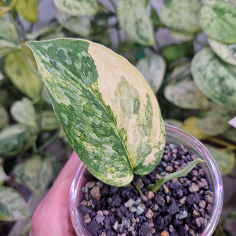 Scindapsus Rajatapura