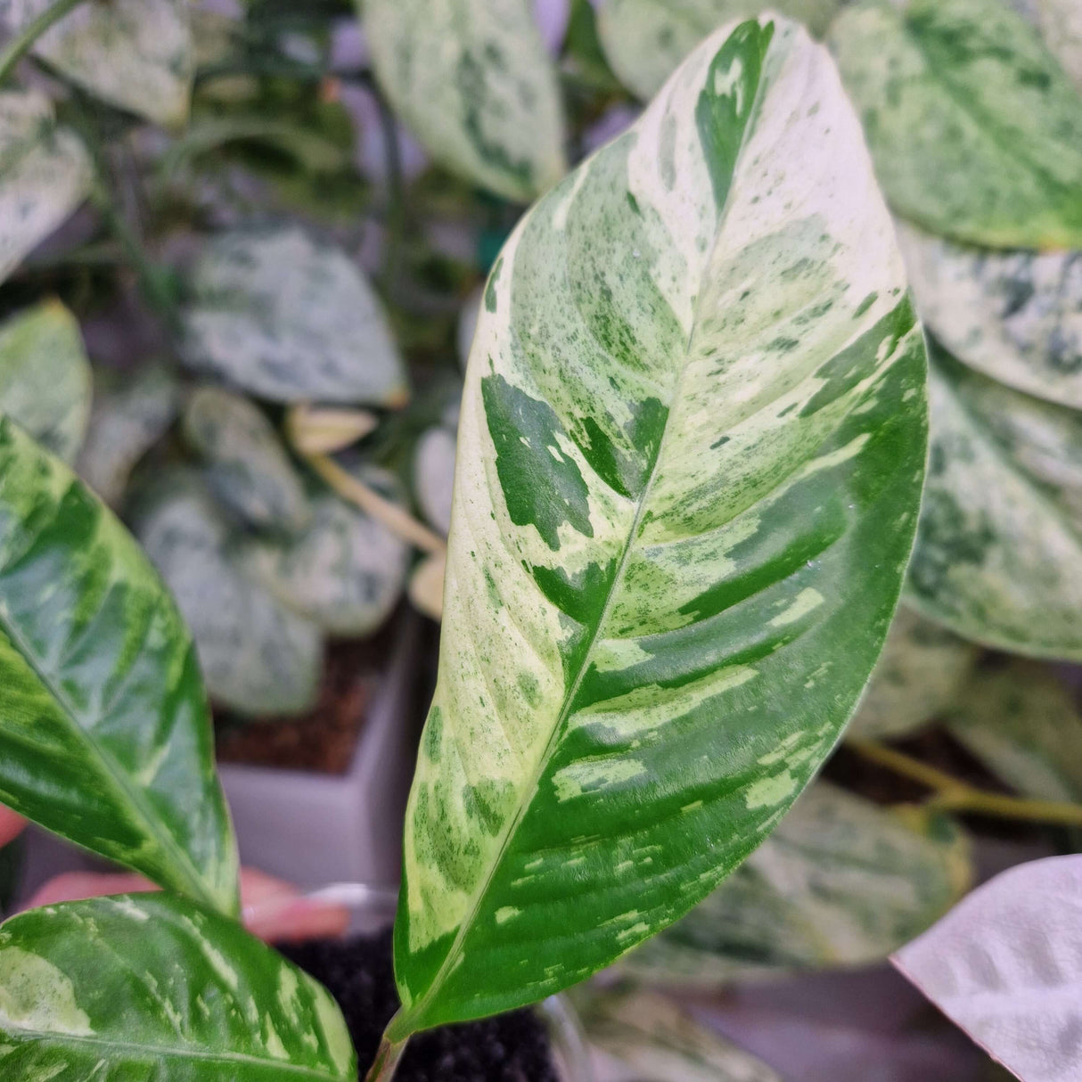 Rhaphidophora foraminifera tricolor – ukorzeniona sadzonka