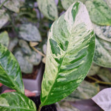 Rhaphidophora foraminifera tricolor – ukorzeniona sadzonka